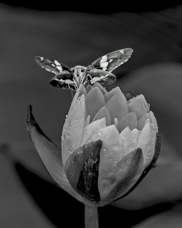 Best Black and White-Mary Headley-B&W_Moth_Lily 