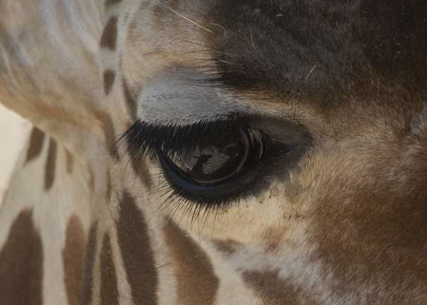 Animals-Honorable Mention-Diane Kinney-In the Eye of the Beholder