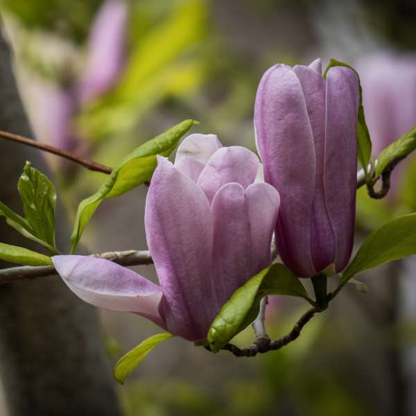 Flora-3rd Place-Donna Gray-Magnolia Blossums