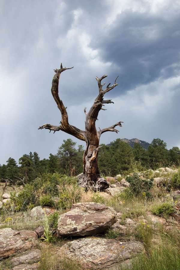 Scenic-2nd Place-Linda Schuett-Old Tree