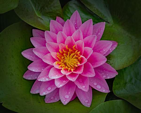 Flora-1st Place-Mary Headley-Pink Water Lily