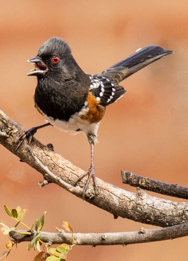 Birds-2nd Place-Terry Turner Member's Choice-4 Way Tie-Upset Spotted Towhee