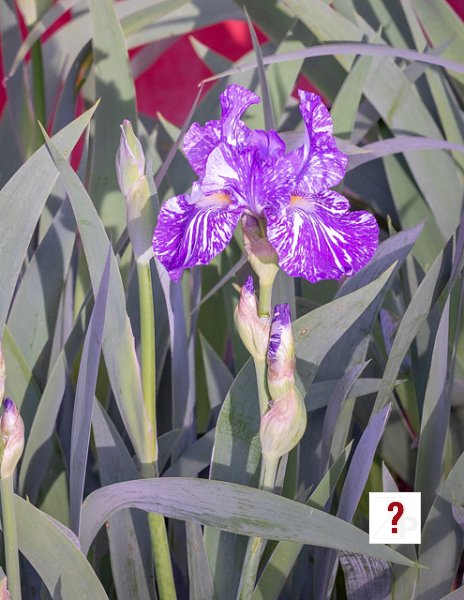 02_Bearded Iris