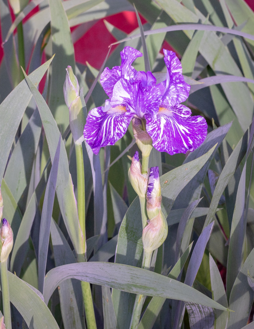 02_Bearded Iris