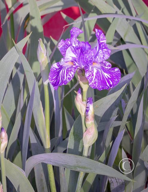 02_Bearded Iris