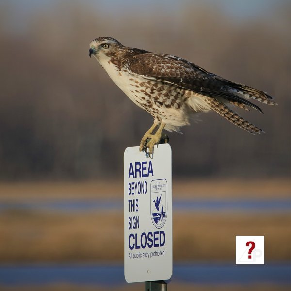 04_Bird on sign