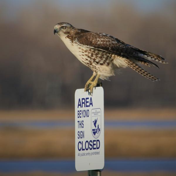 04_Bird on sign