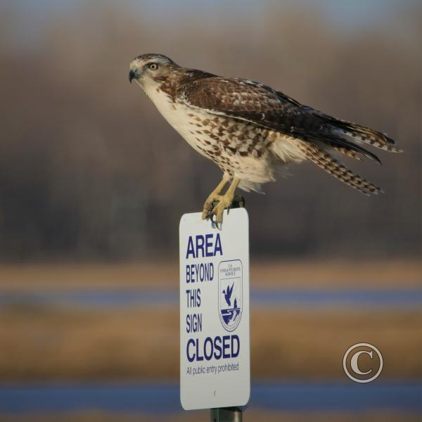 04_Bird on sign