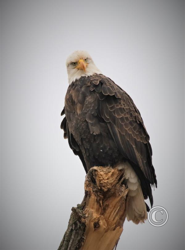 05_Eagle