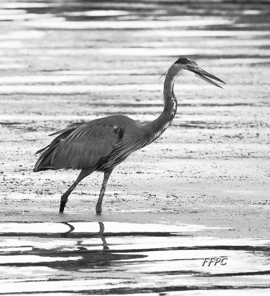 06_Heron 2