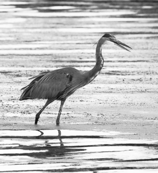 06_Heron 2