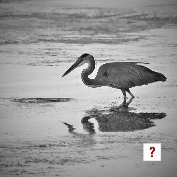 07_Heron