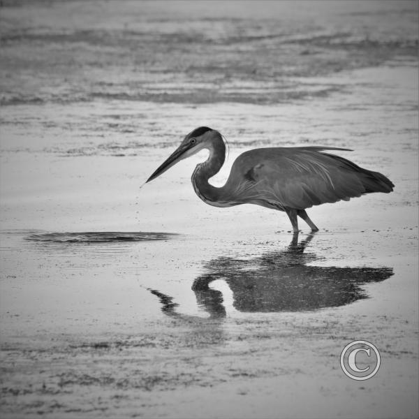 07_Heron