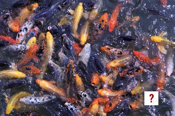 08_Koi