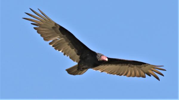 10_Vulture