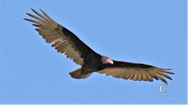 10_Vulture