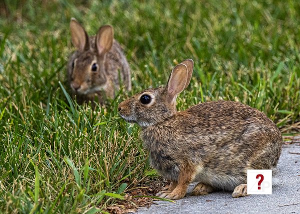 18_Bunnies at Prairie Queen