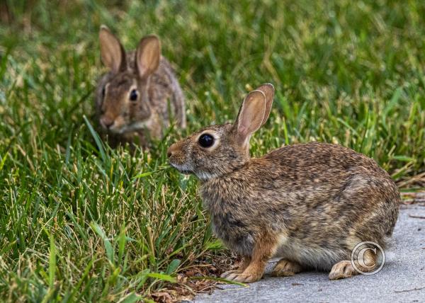 18_Bunnies at Prairie Queen