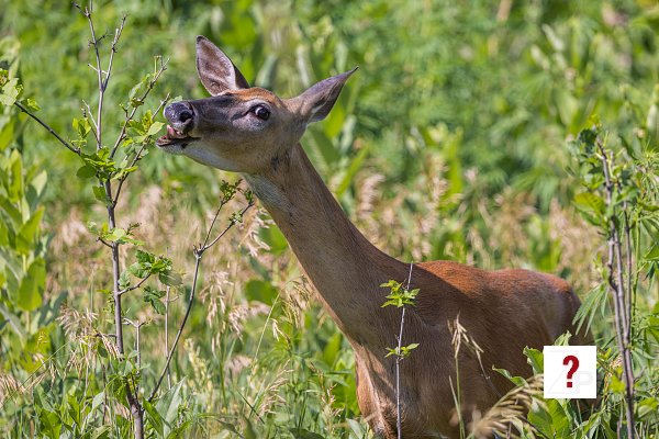 19_Doe at Wherspan