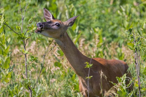 19_Doe at Wherspan