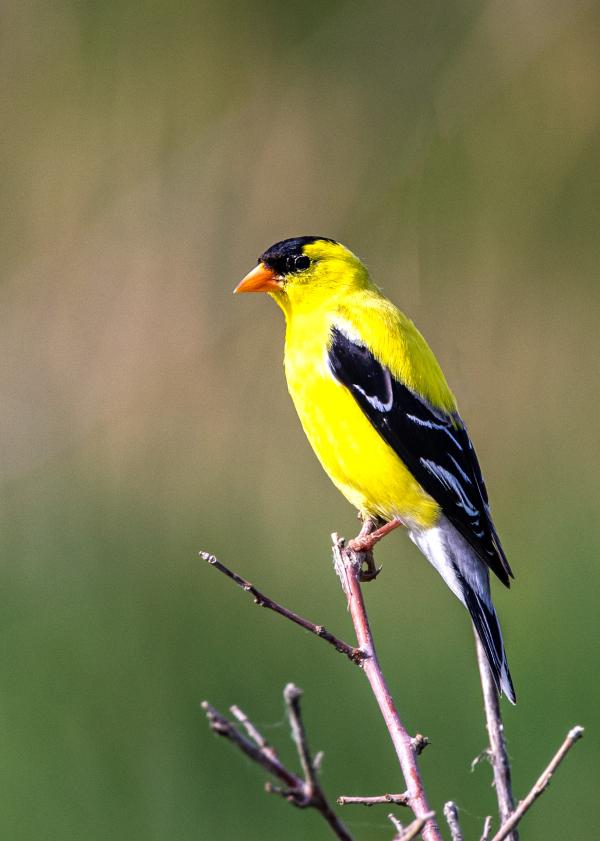 20_Goldfinch at Wherspan Lake