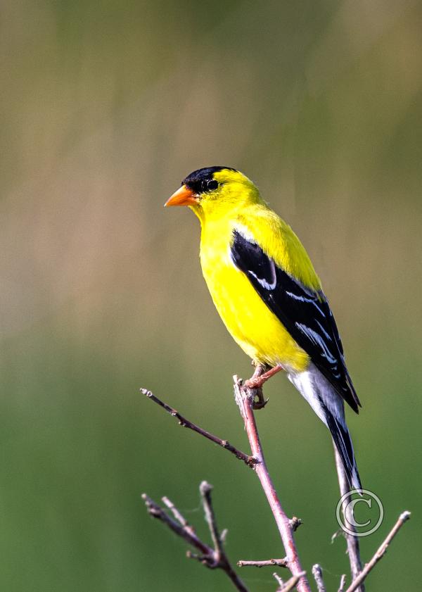 20_Goldfinch at Wherspan Lake
