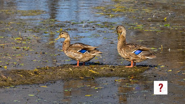 21_Juvenile Mallards at Portal Recreation Area