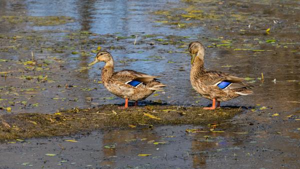 21_Juvenile Mallards at Portal Recreation Area