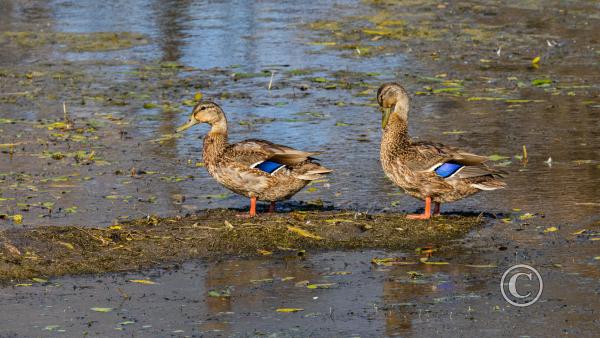 21_Juvenile Mallards at Portal Recreation Area