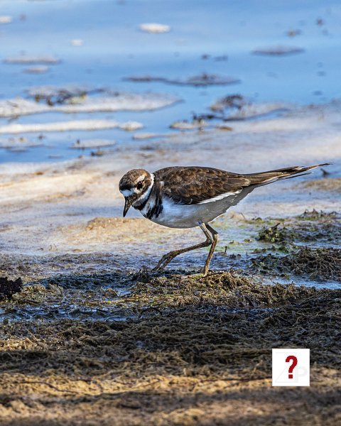 23_Killdeer at Prairie Queen