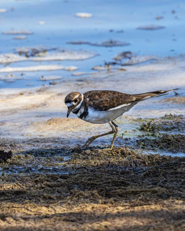23_Killdeer at Prairie Queen