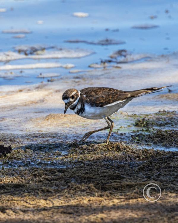 23_Killdeer at Prairie Queen