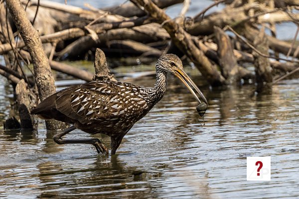 24_Limpkin at Wherspan Lake