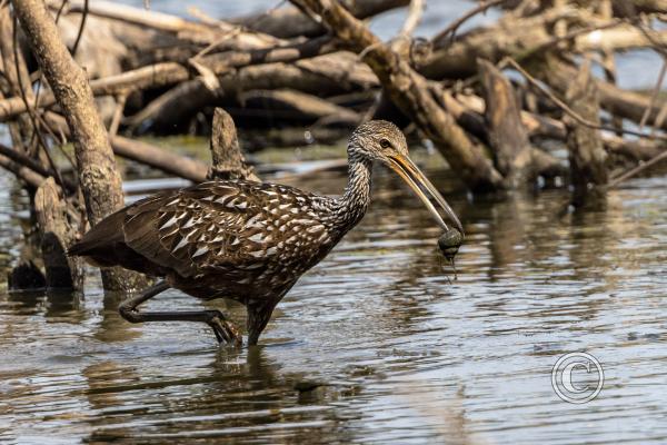 24_Limpkin at Wherspan Lake