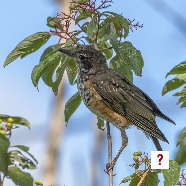 26_Young Robin at Prairie Queen