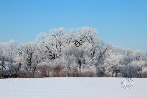 35_Frosting