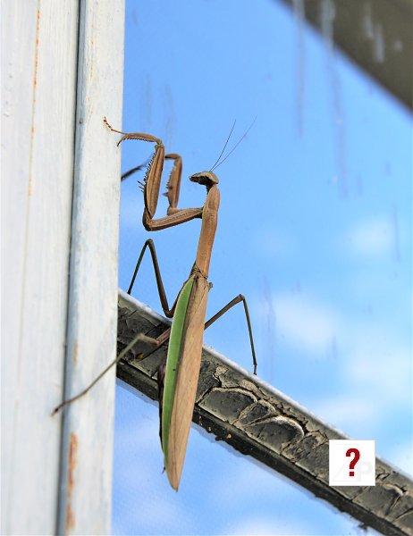 37_Walking Stick