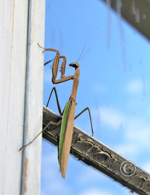 37_Walking Stick