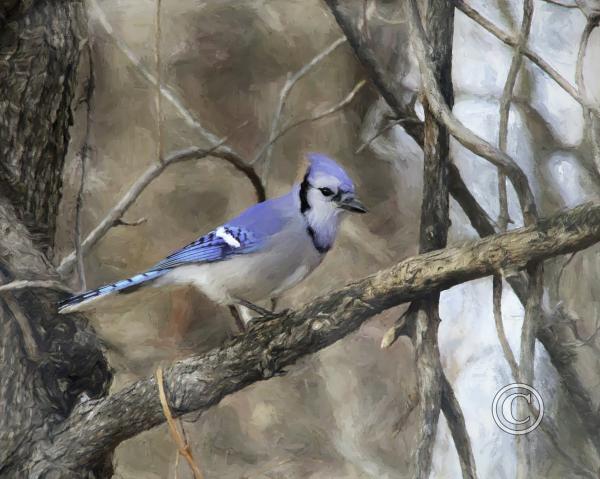 46_Painterly Cardinal