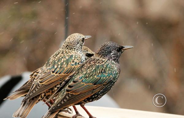 48_Young Starlings