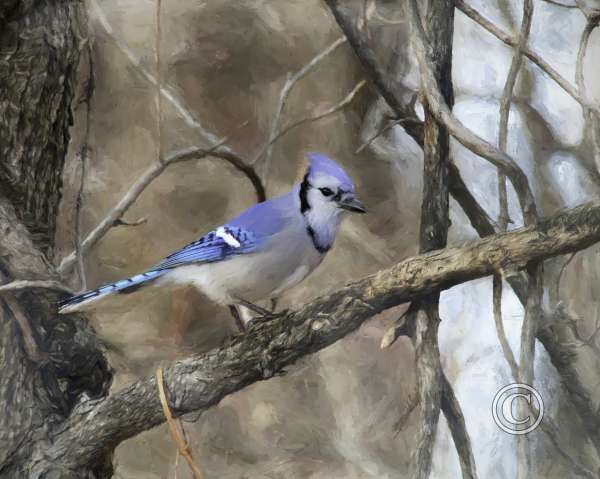 Painterly Cardinal