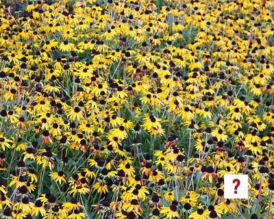 Black-eyed Susan