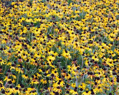 Black-eyed Susan