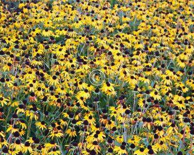 Black-eyed Susan
