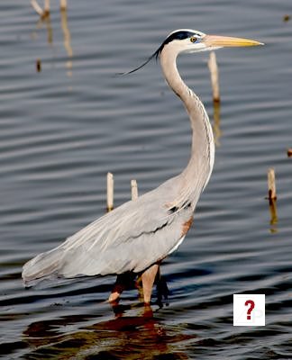 Blue Heron