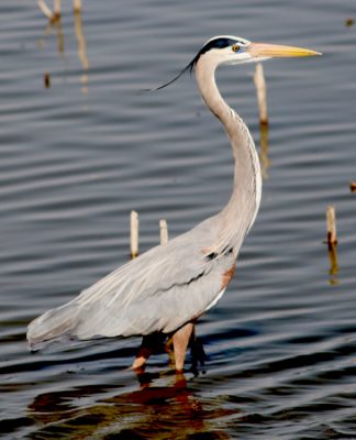 Blue Heron