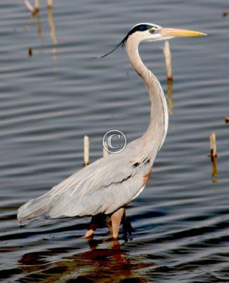 Blue Heron