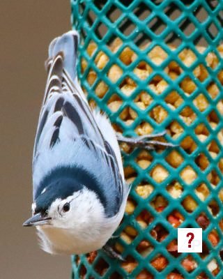Chicadee