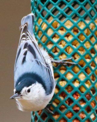 Chicadee