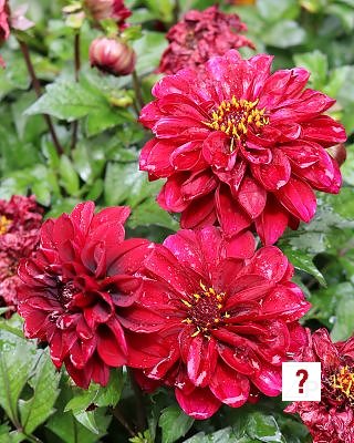 Dahlias